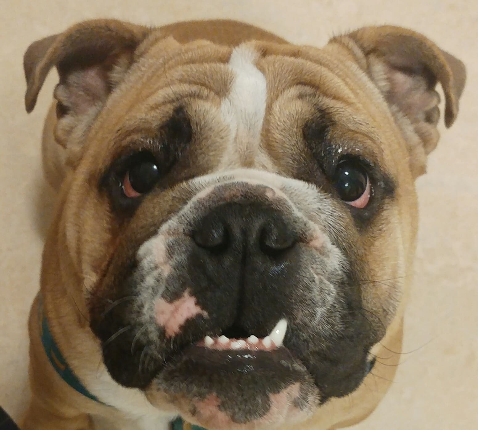 Een bulldog kijkt van dichtbij omhoog naar de camera.