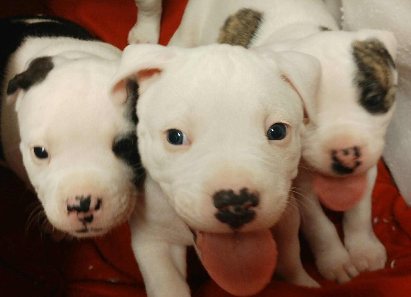 Drie witte puppy’s dicht tegen elkaar op een rode deken.