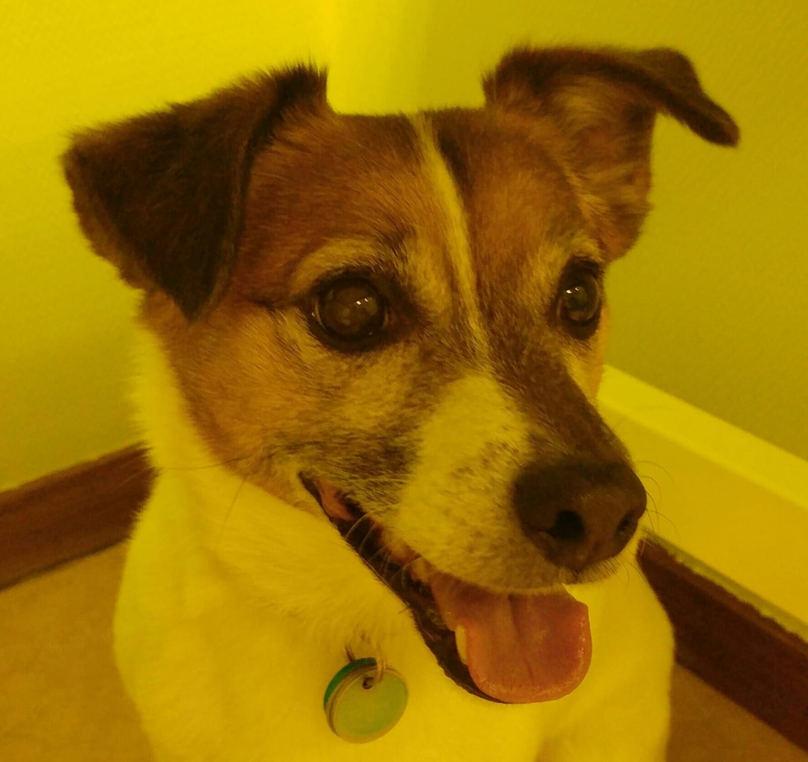Een jack russell met uitgestoken tong in de behandelkamer.