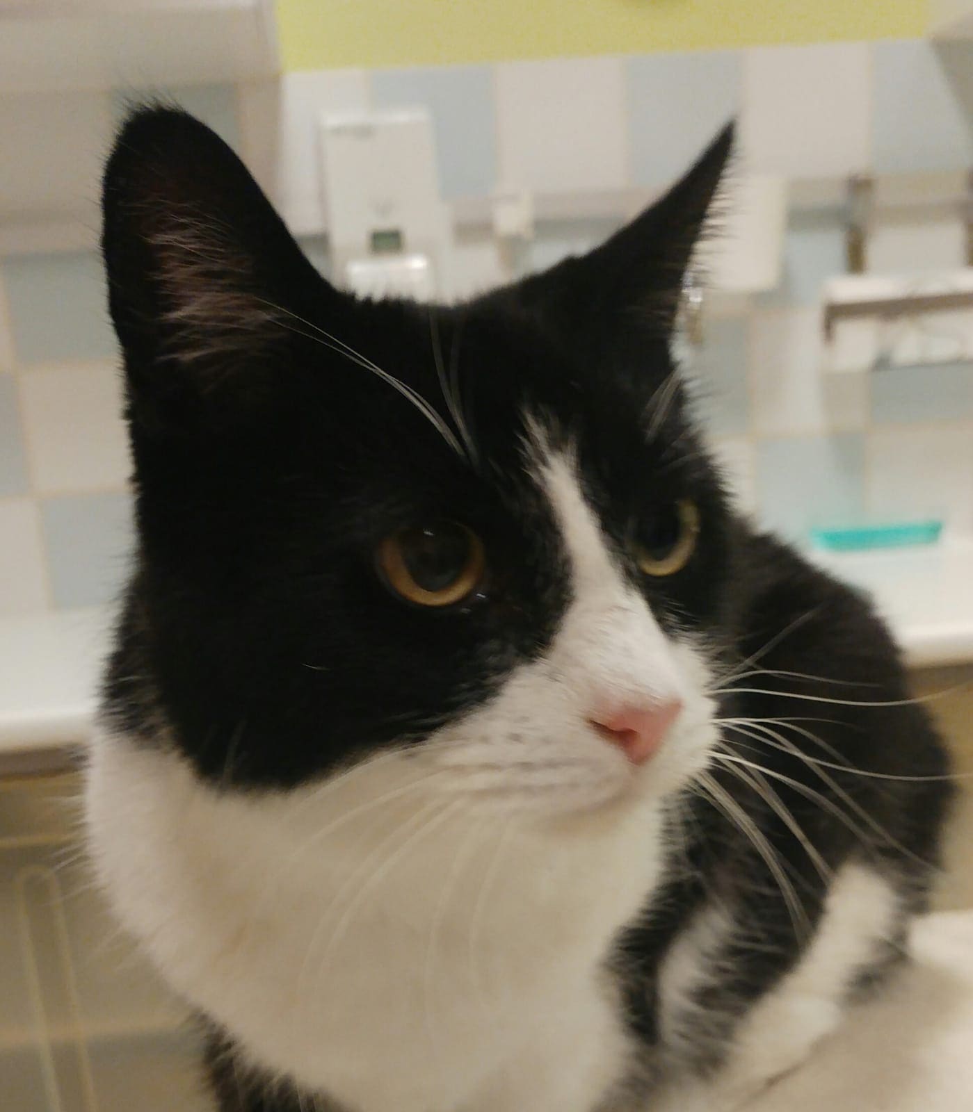 Een zwart-witte kat kijkt opzij in de behandelkamer.