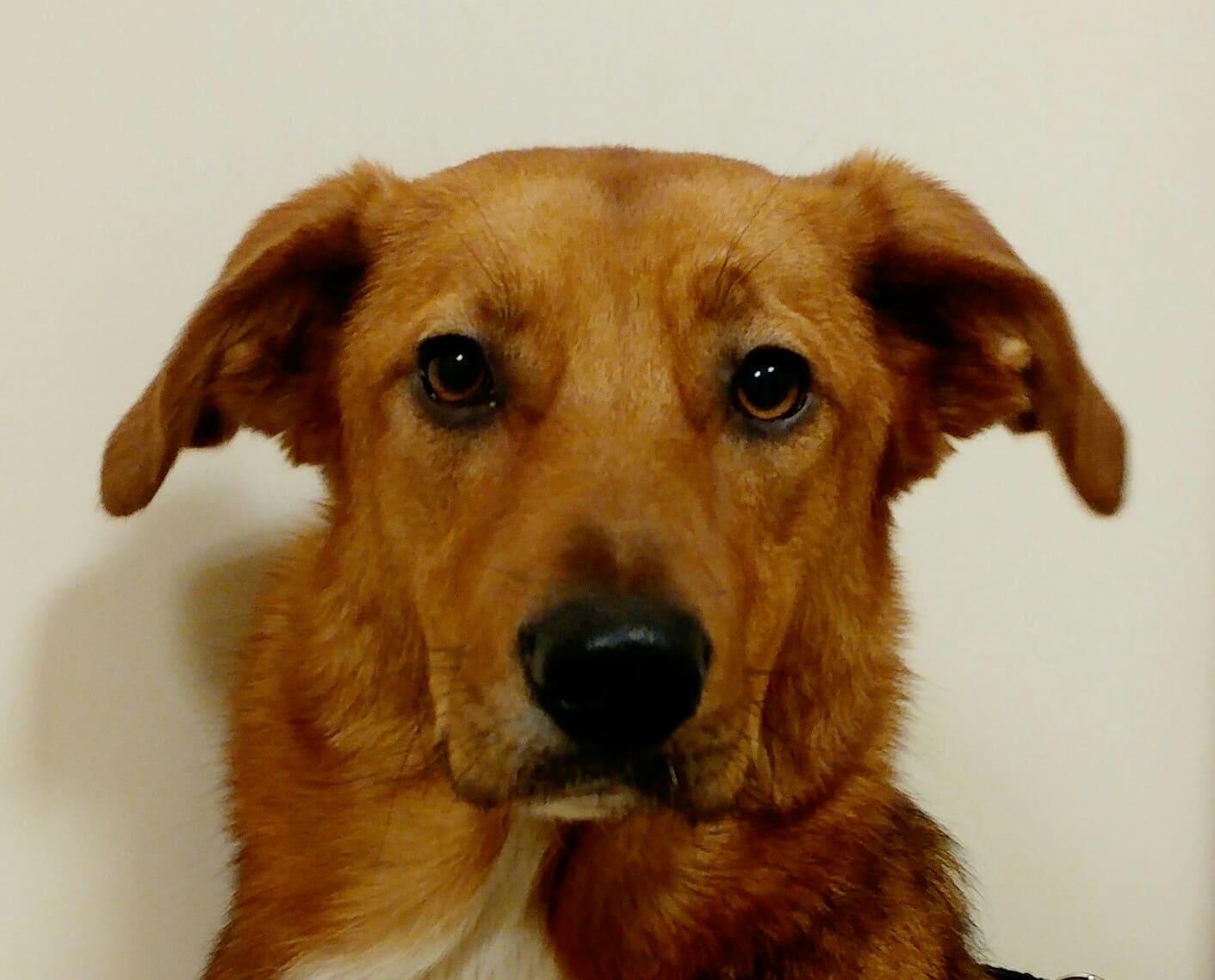 Een roodbruine hond kijkt rustig in de camera.