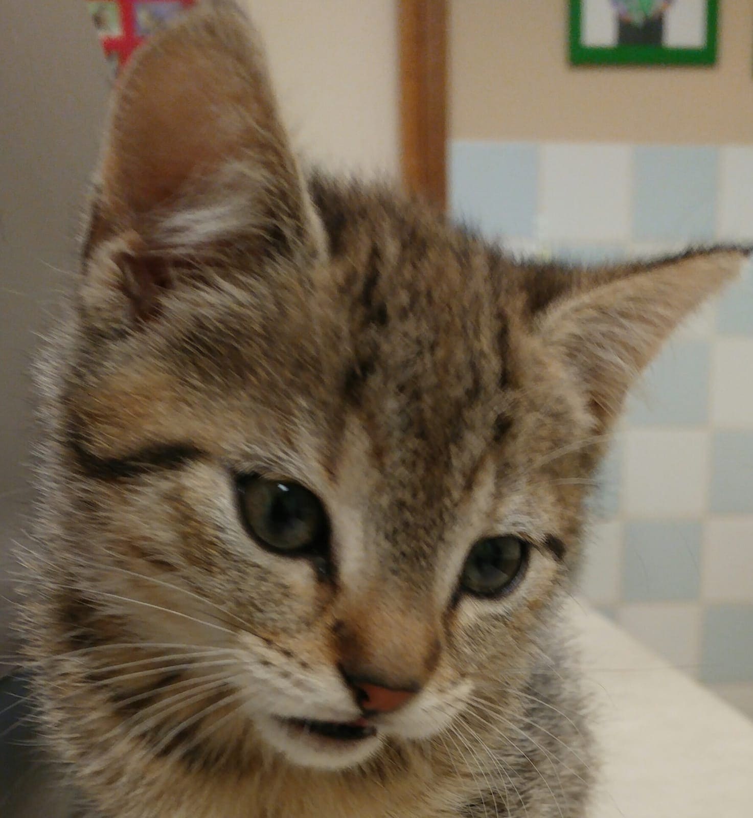 Een cyperse kitten met groene ogen kijkt onderzoekend naar de camera.