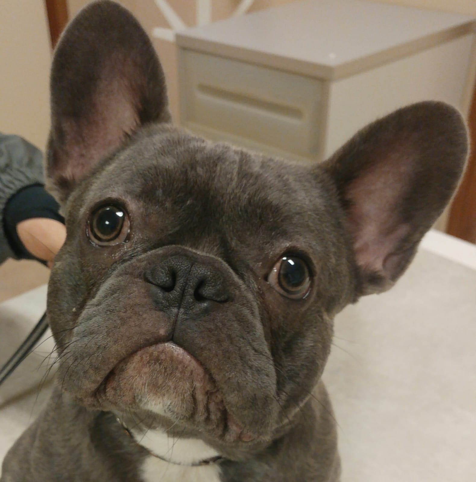 Een franse buldogpup met grijsblauwe vacht en opvallend grote oren.