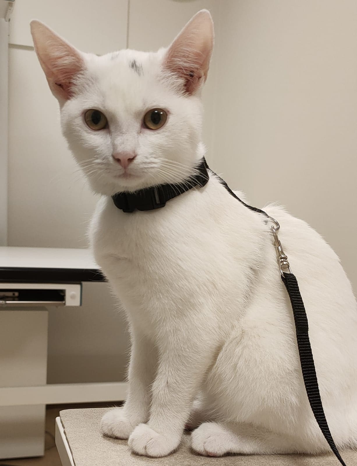 Een witte kat met zwart halsbandje en lijn zit op de onderzoekstafel.