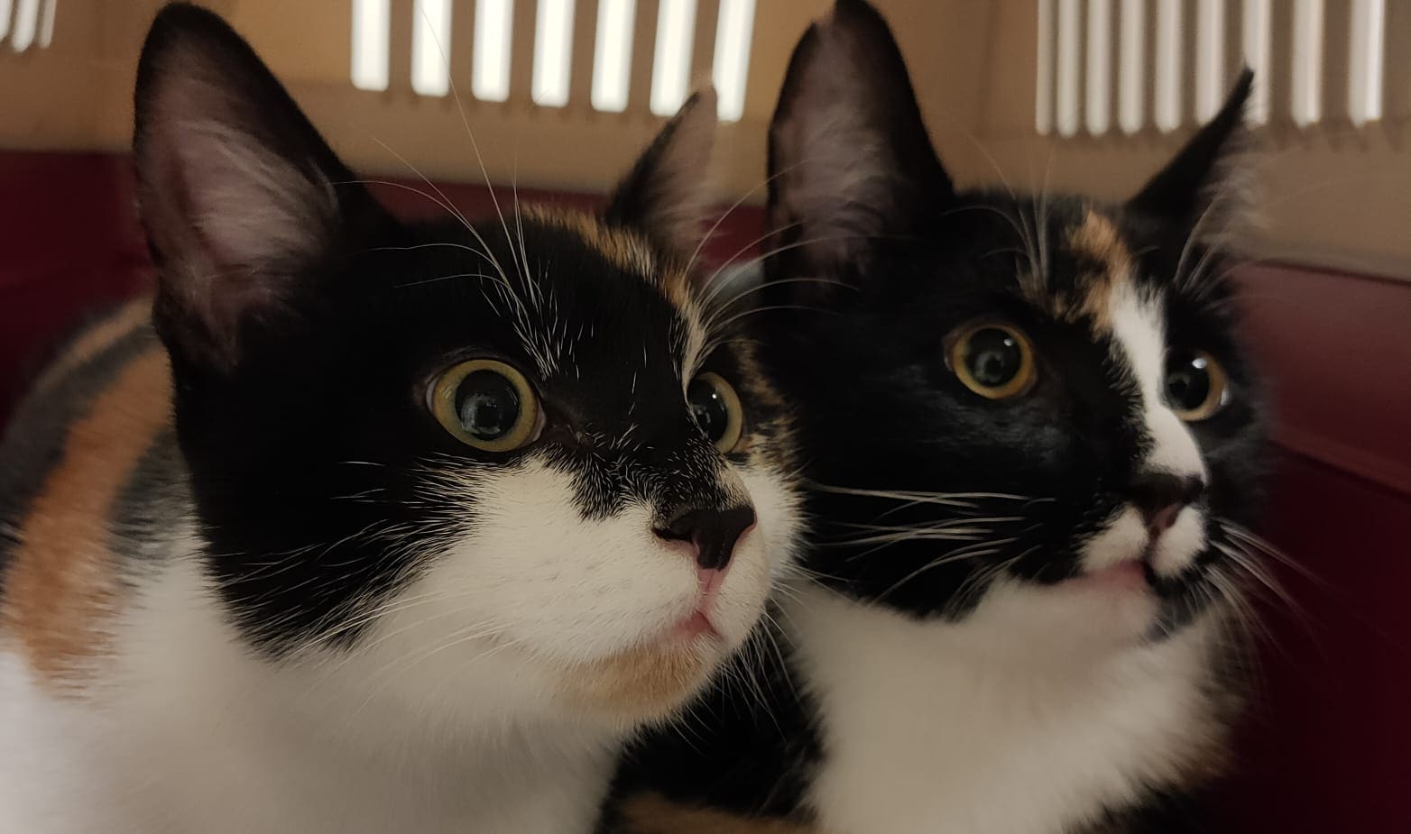 Twee lapjeskatten kijken samen uit de reismand.
