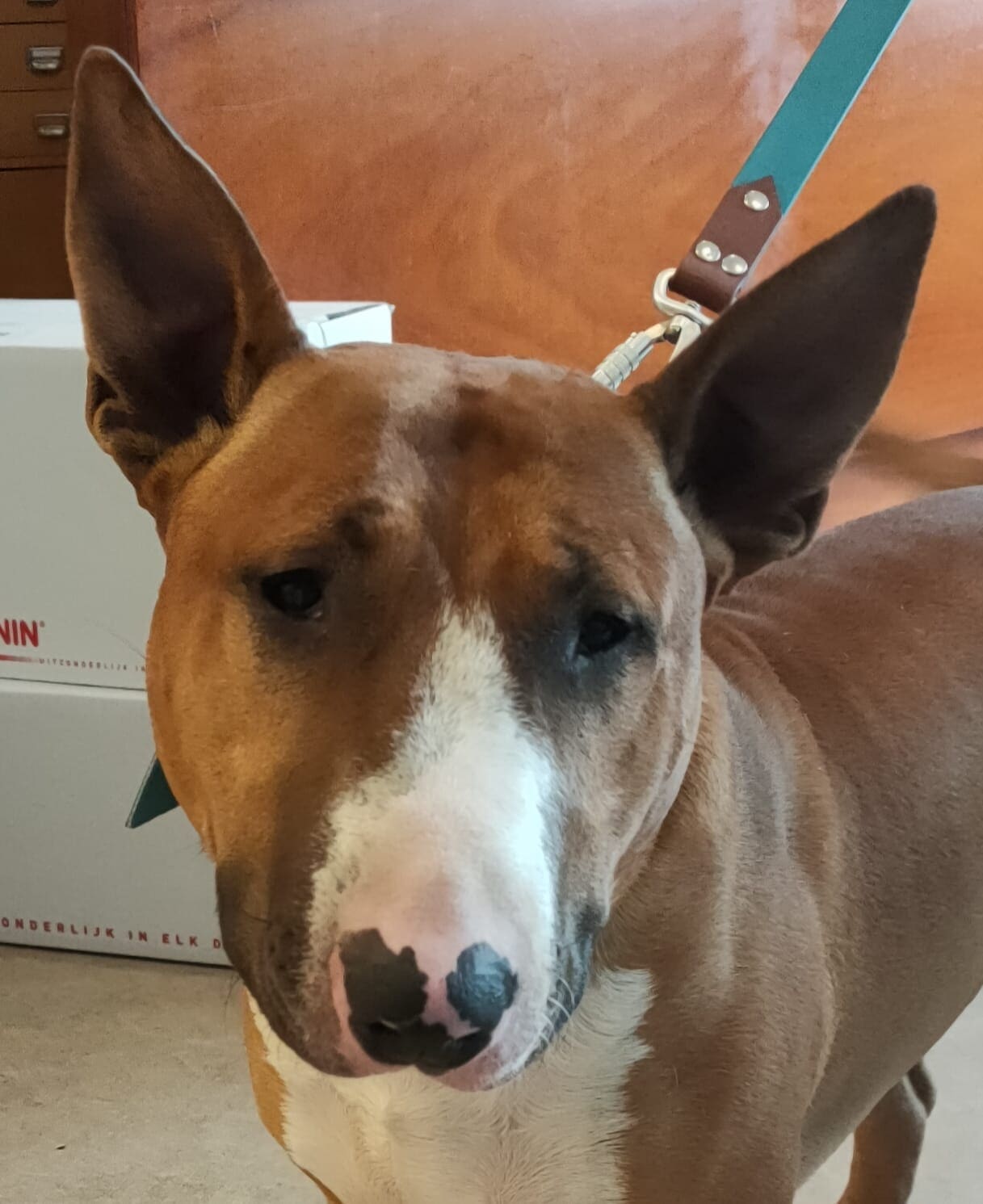 Een bruin-witte bullterriër met spitse oren kijkt recht in de camera.