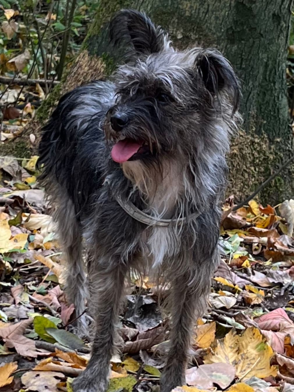 Een ruwharige hond staat tussen de herfstbladeren.