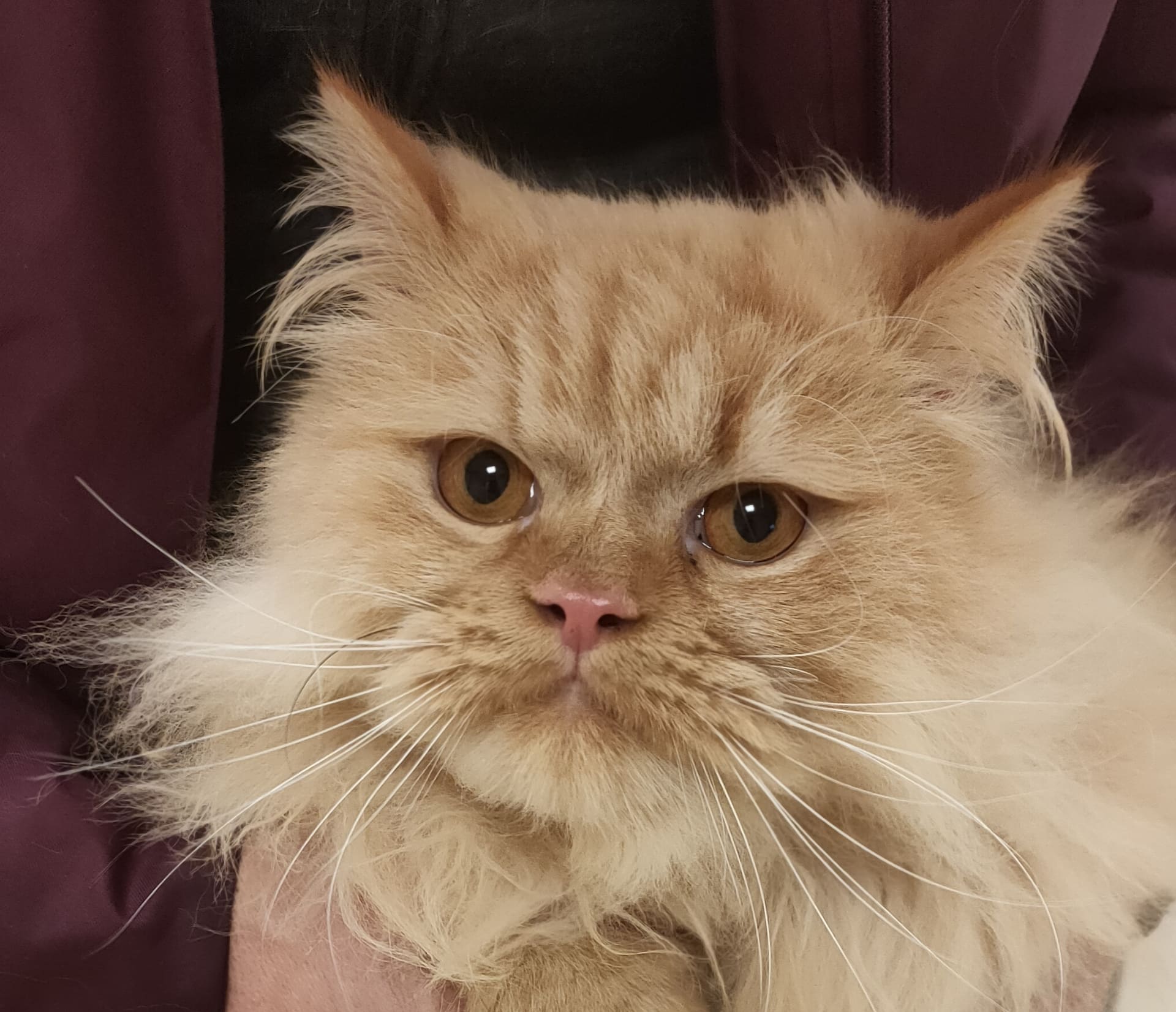 Een roomkleurige perzische kat wordt rustig vastgehouden.