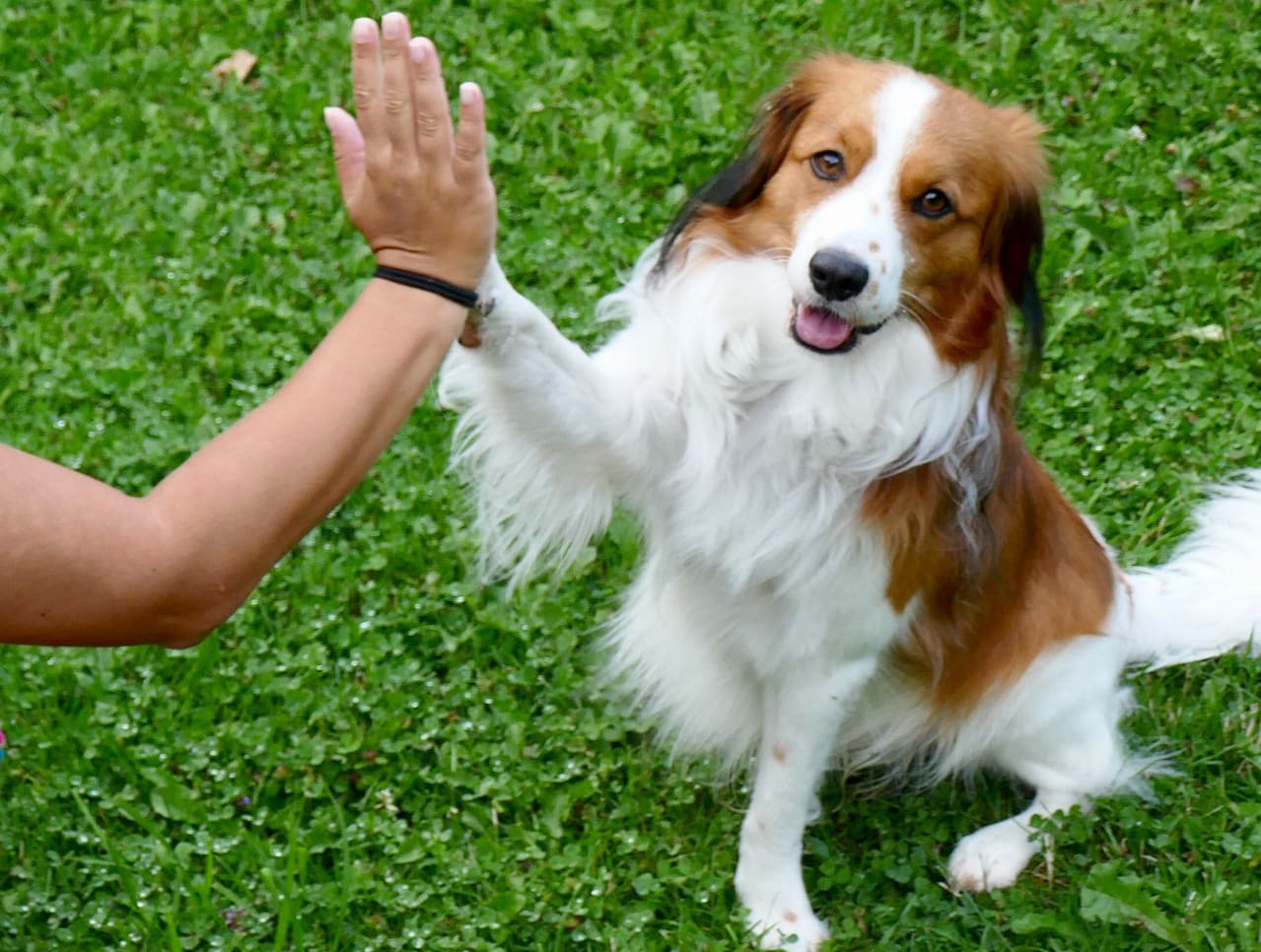 Een hond geeft een hoge vijf aan een uitgestoken hand in het gras.