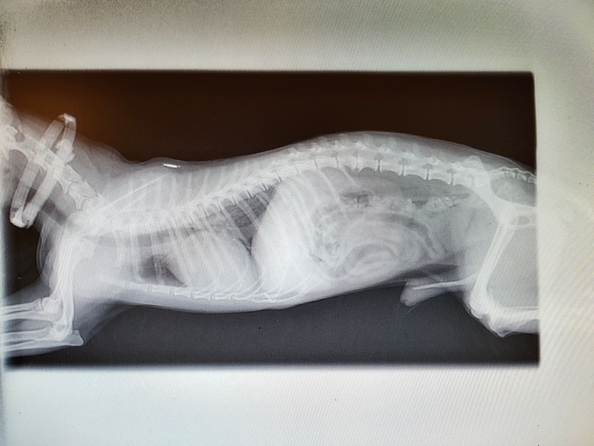 Een röntgenfoto van een kleine hond op het scherm in de kliniek.