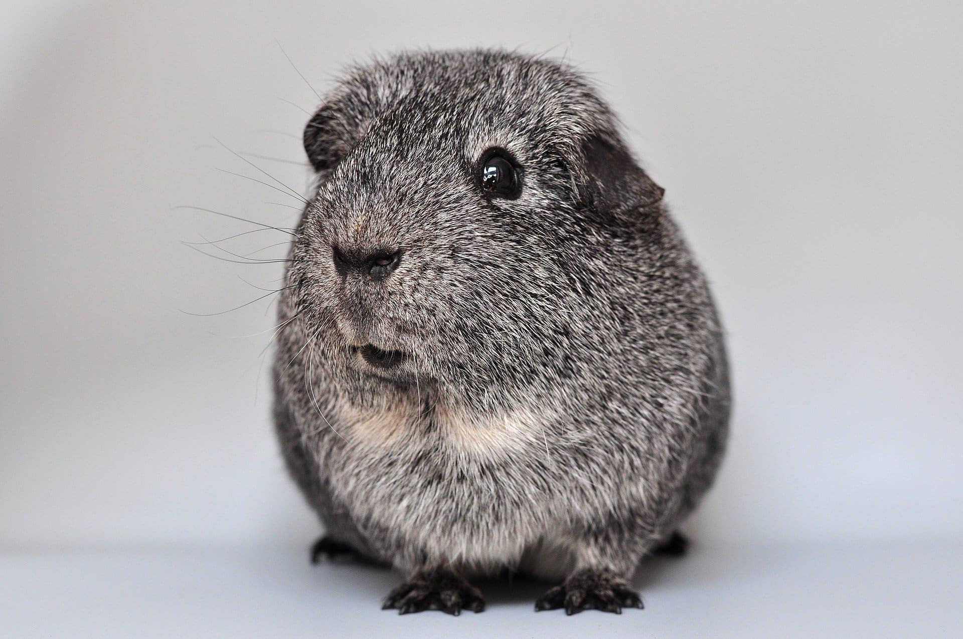 Een grijze cavia zit rechtop tegen een lichte achtergrond.