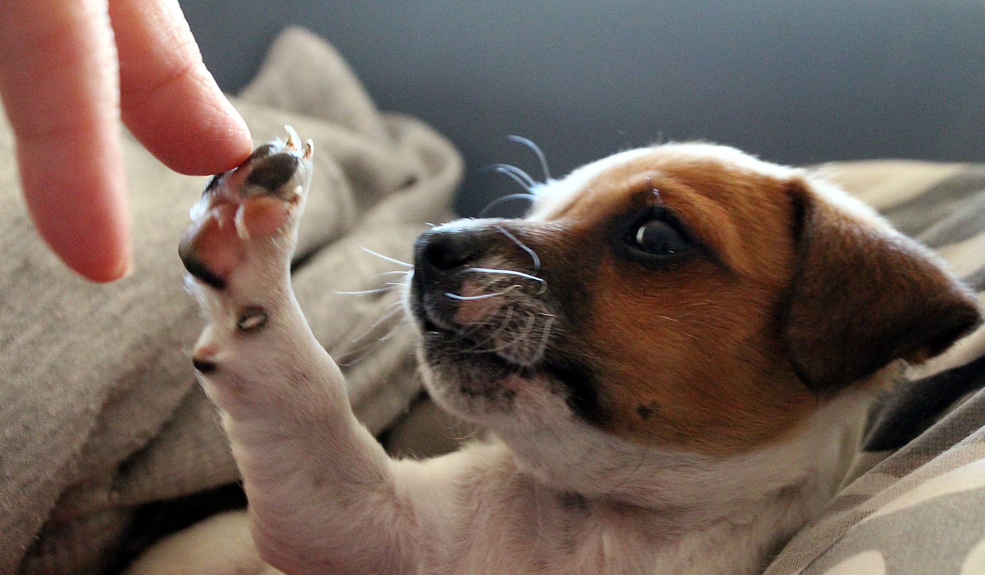 Een jonge hond ligt op een deken en legt zijn poot in een hand.