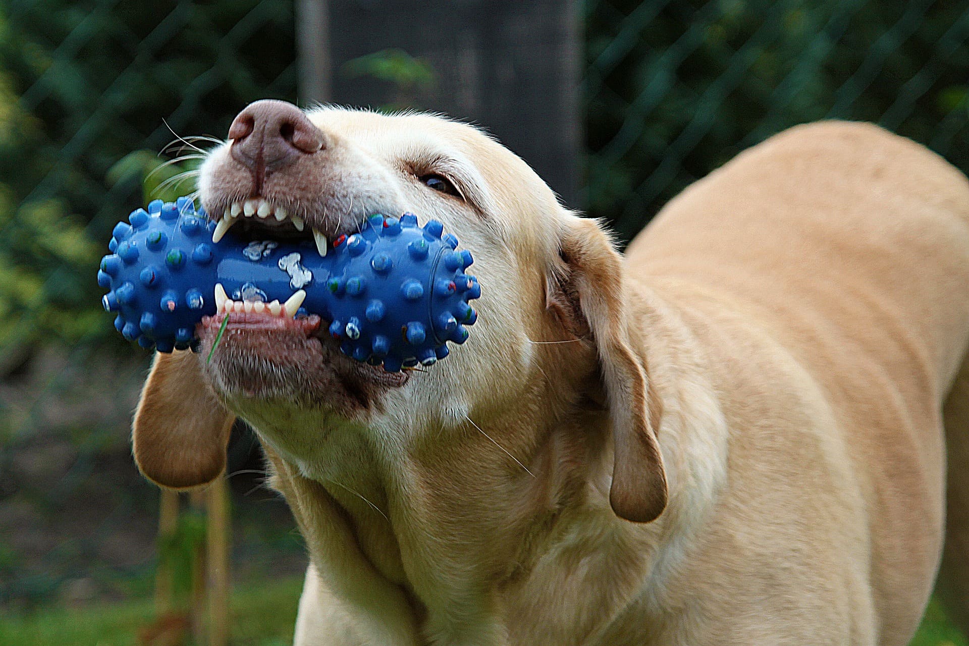 Een labrador bijt op een blauw bijtspeeltje, met het gebit goed in beeld.