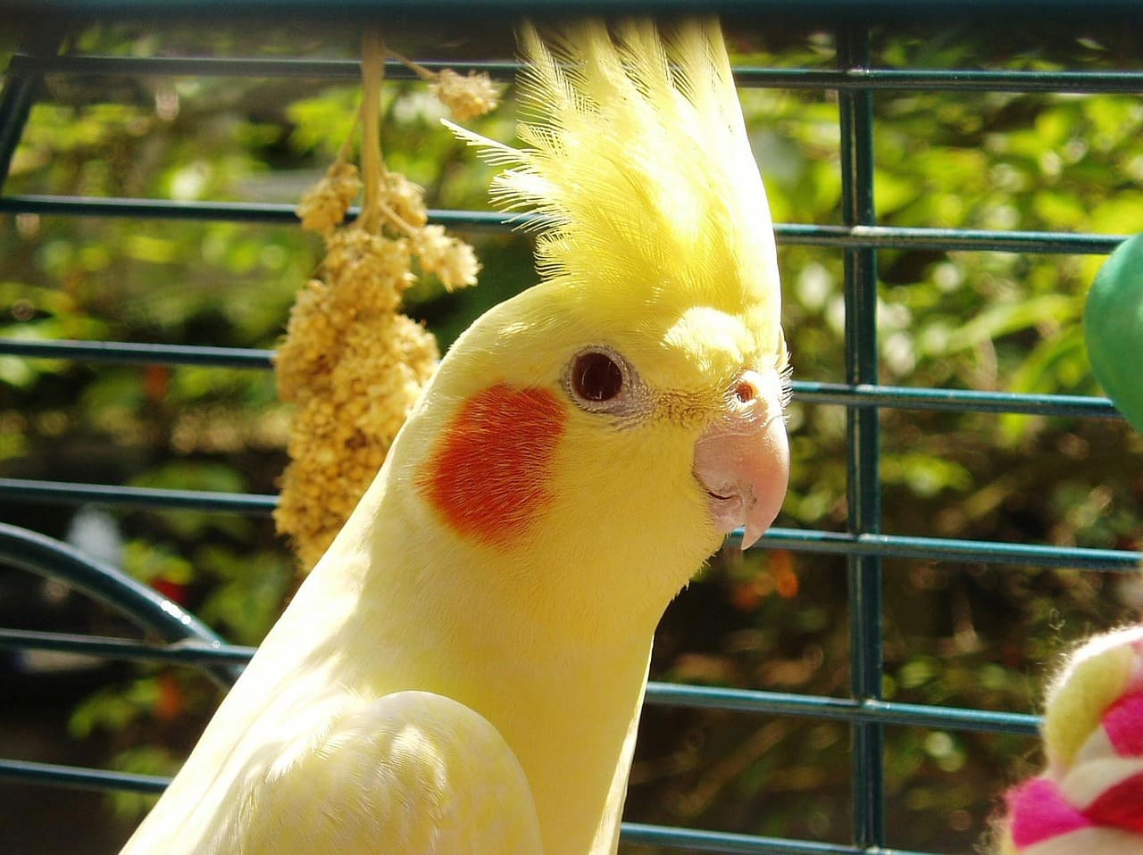 Een gele valkparkiet bij een tros gierst in de volière.