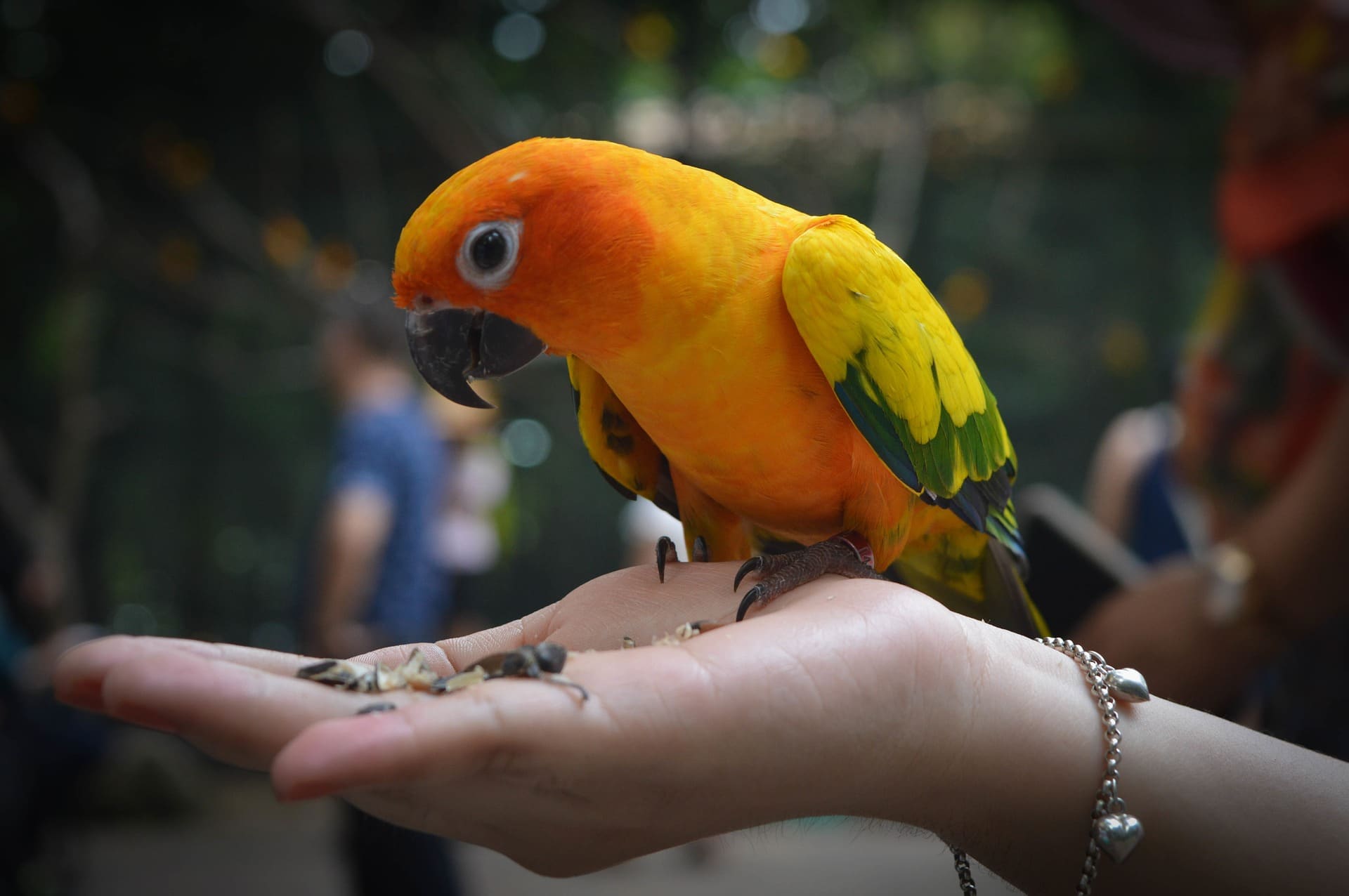 Een oranjegele parkiet zit op een uitgestoken hand.