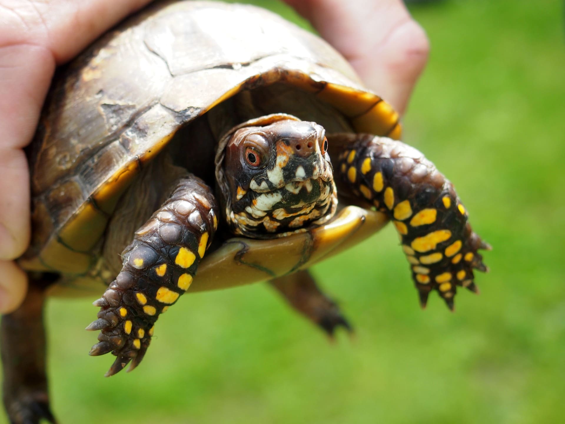 Een landschildpad met gele vlekken op de poten wordt vastgehouden.