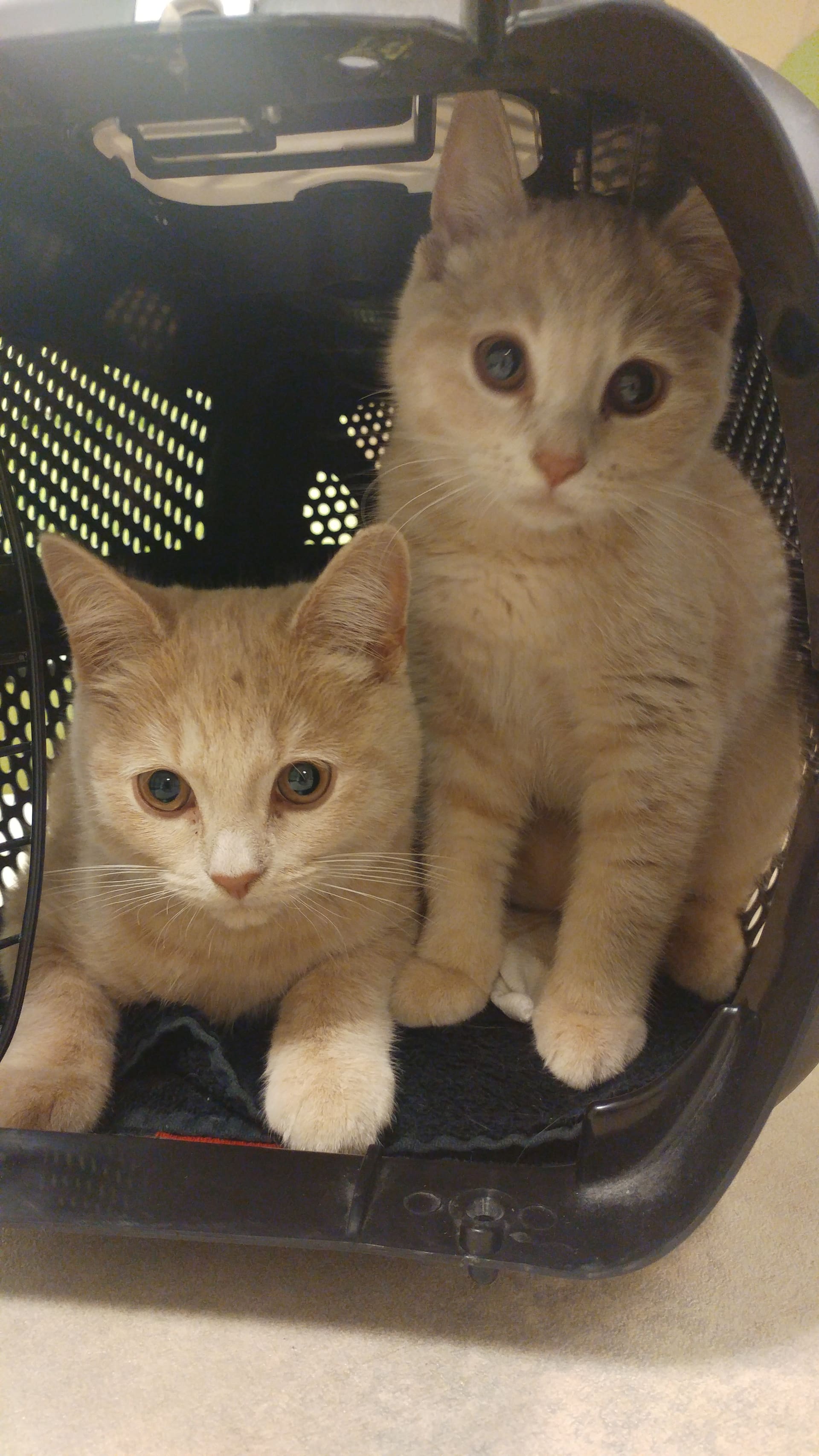 Twee roomkleurige kittens zitten samen in de reismand.