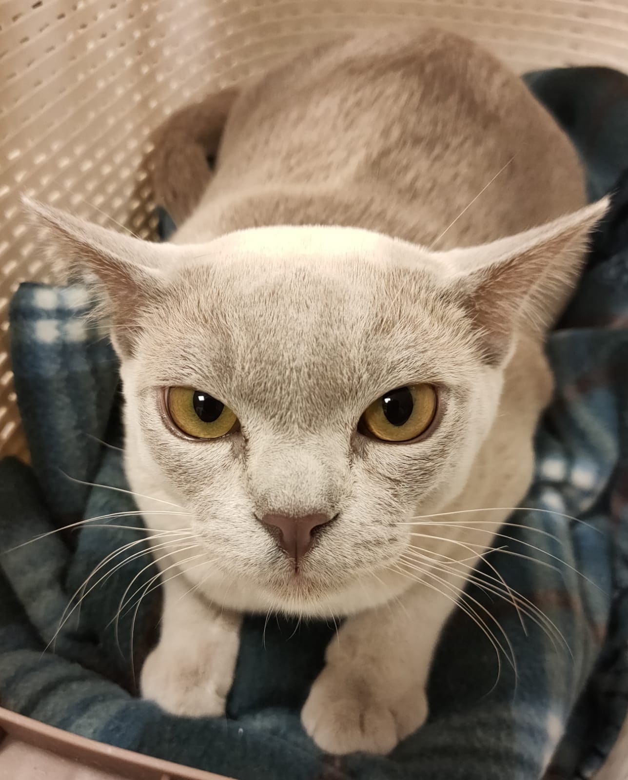 Een lichtgetinte kat met gele ogen kijkt vanuit een rieten mand met geruite deken.