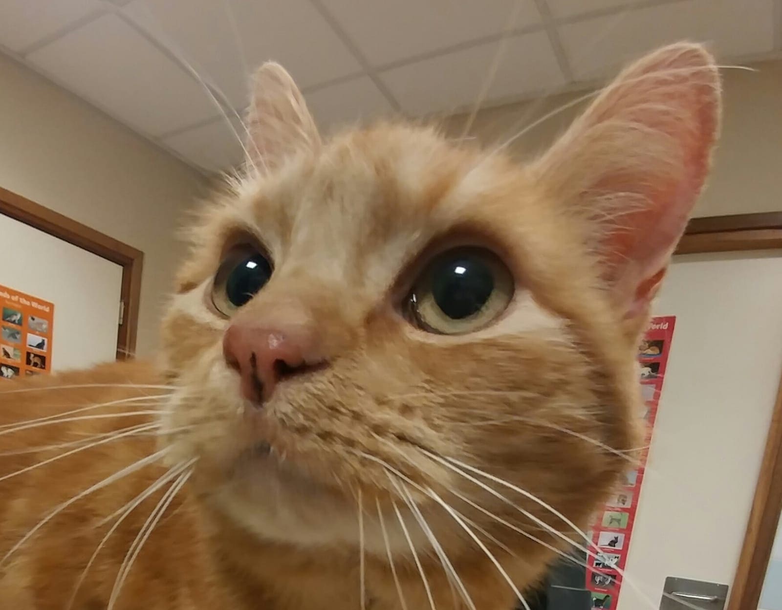 Een rode kater van dichtbij in de wachtkamer.
