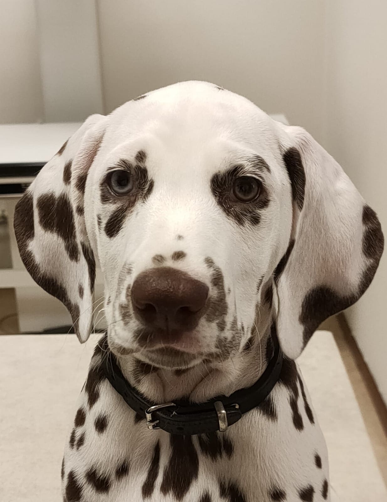 Een dalmatiërpup met zwarte vlekken en een zwart halsbandje kijkt recht in de camera.